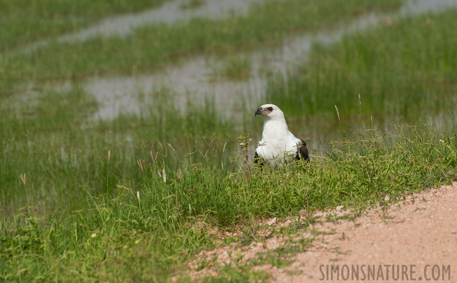 Haliaeetus vocifer [550 mm, 1/2000 sec at f / 11, ISO 800]